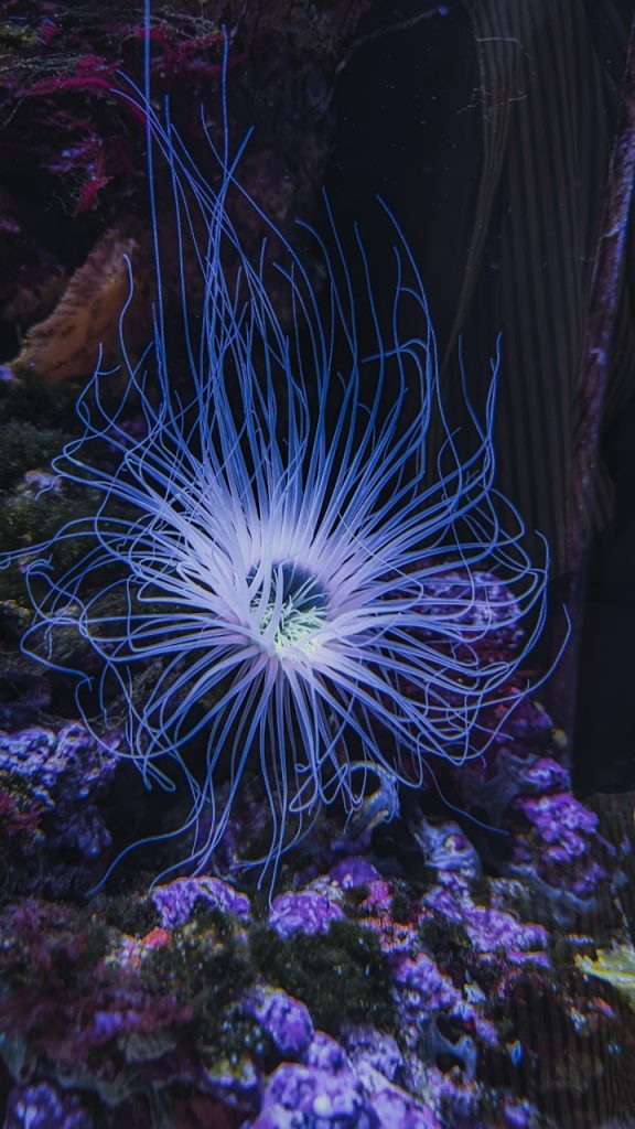 A glowing blue sea anemone with long tentacles.