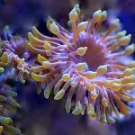 Zoanthids Pexels Jiri Mikolas 4673679
